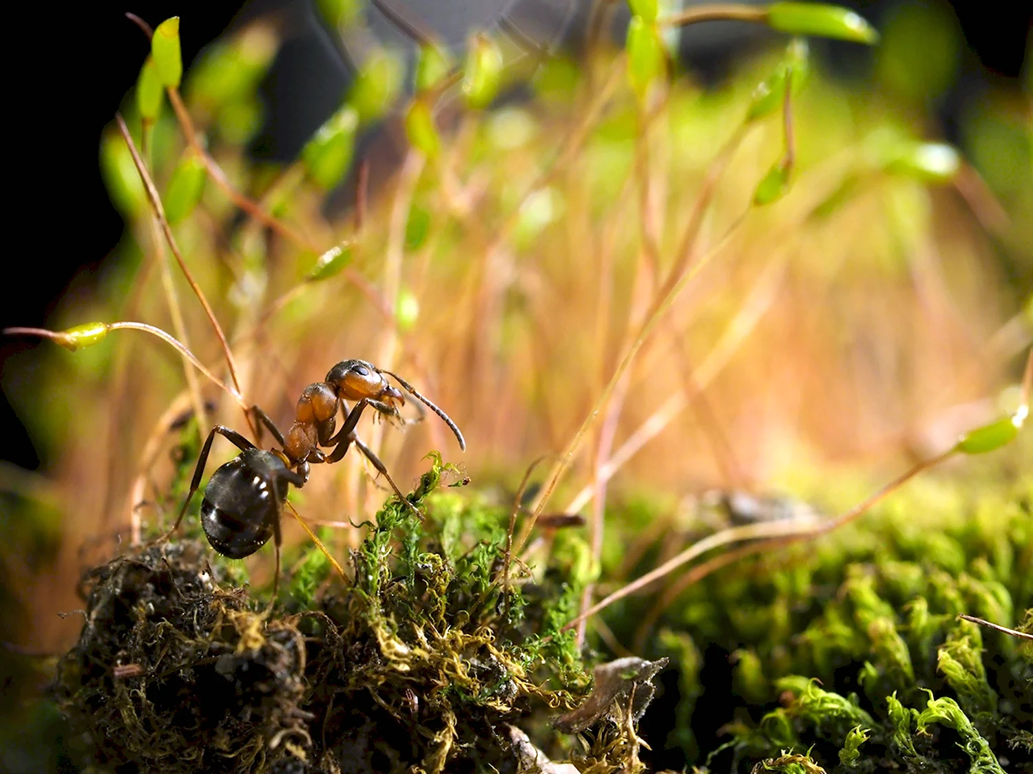Малый Лесной муравей Муравейник