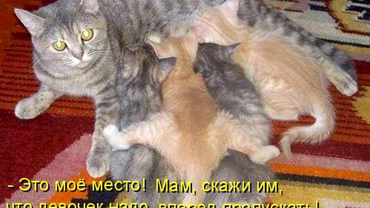 Мамы с котиками надписями