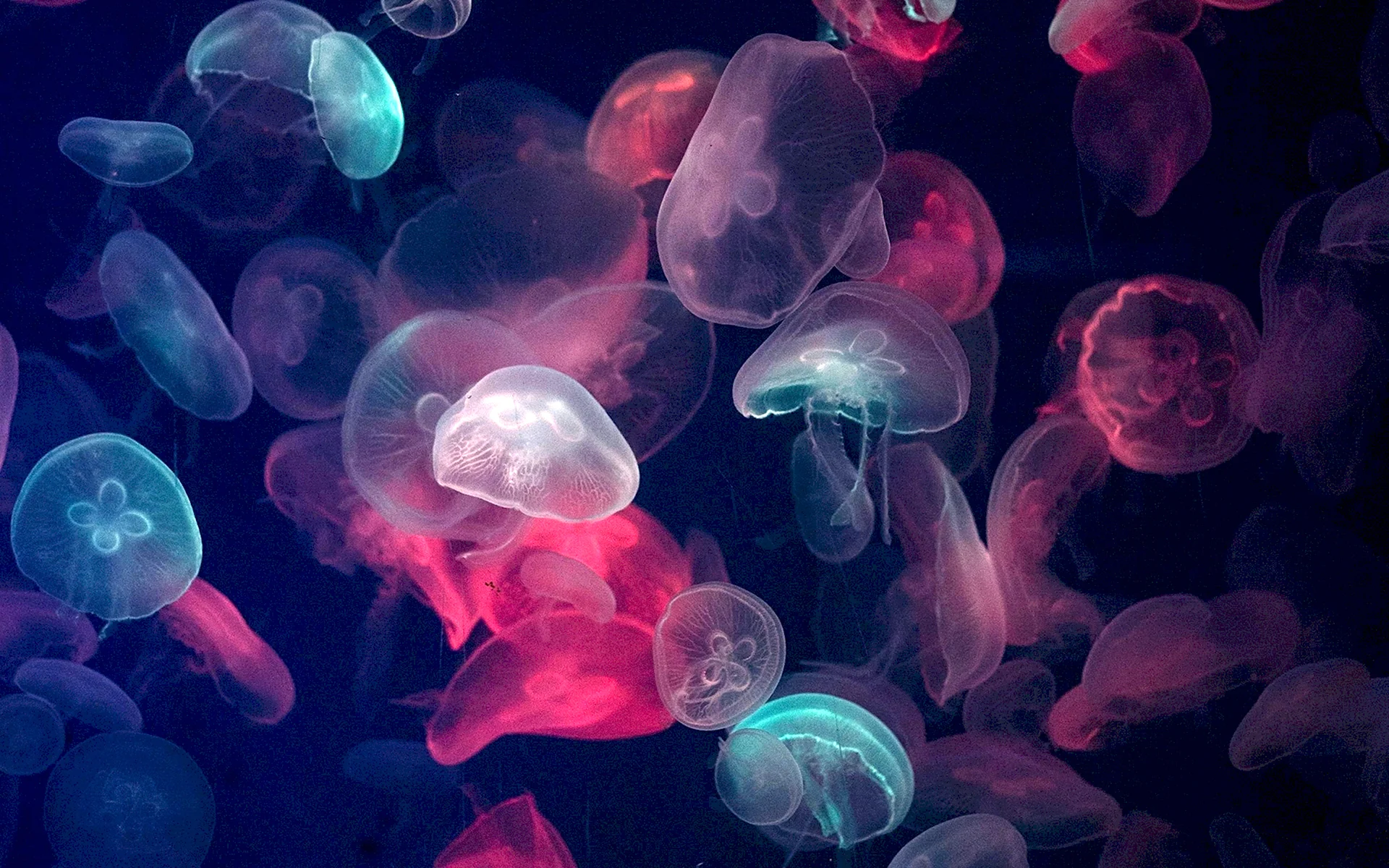 Медузы фон