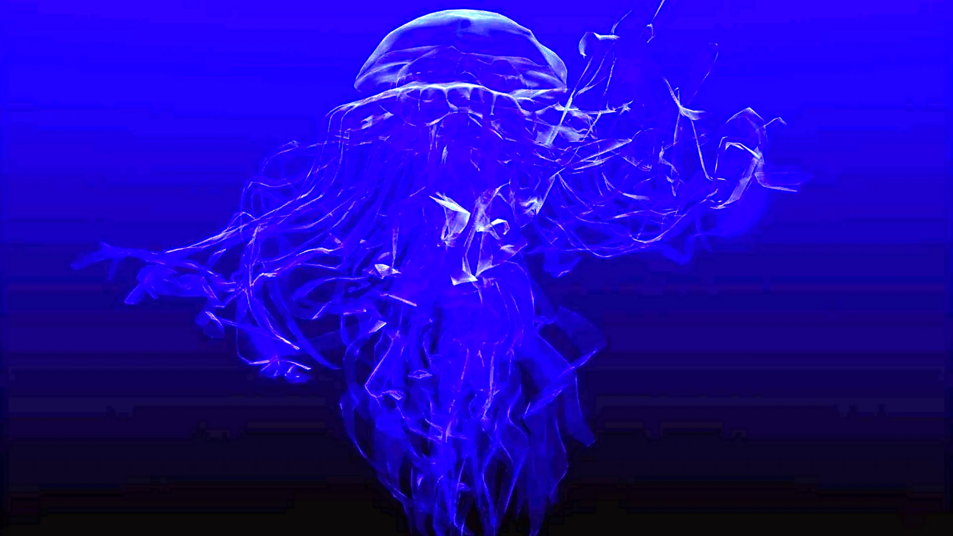 Медузы HD
