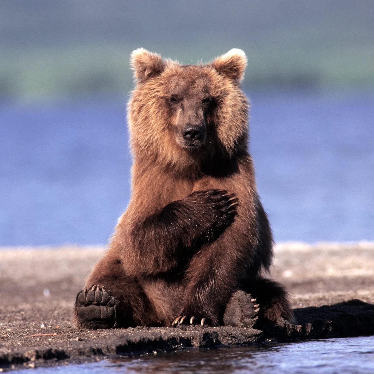 Медведь молится