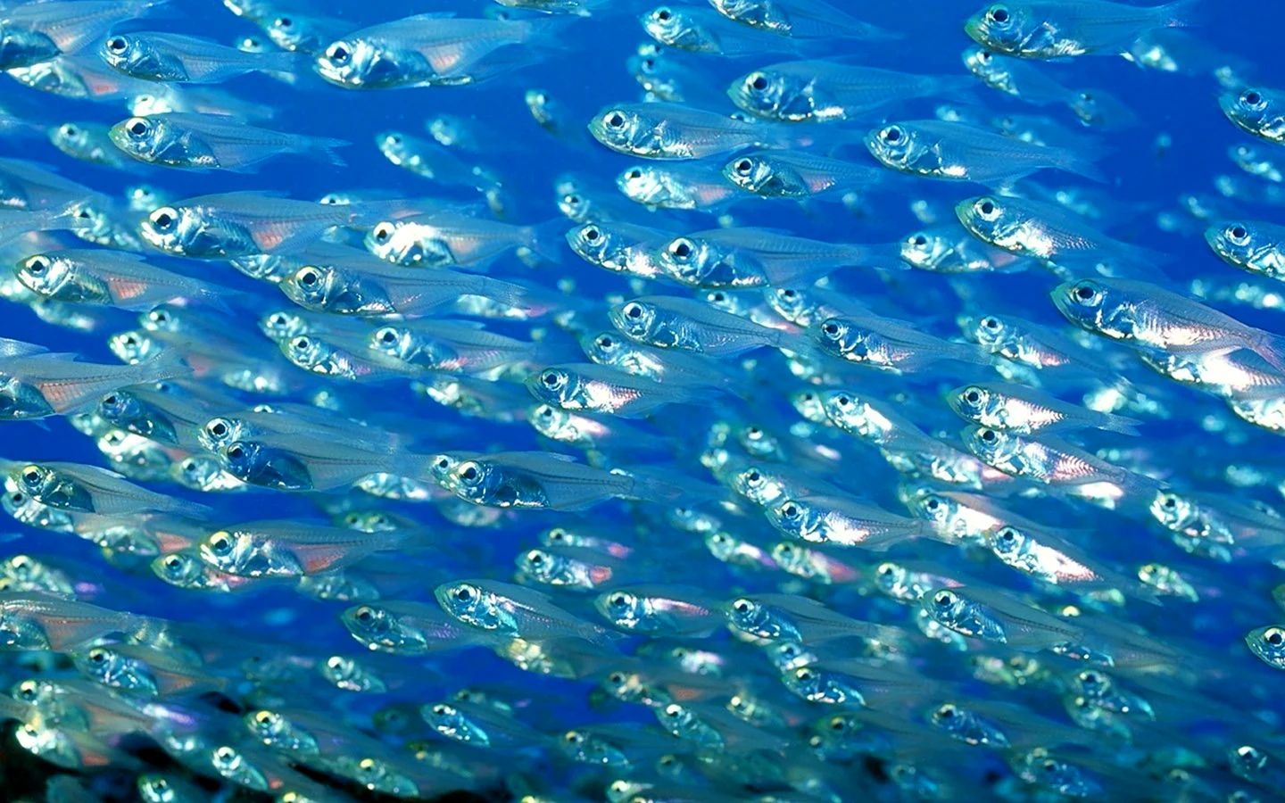 Мелкие рыбки в океане