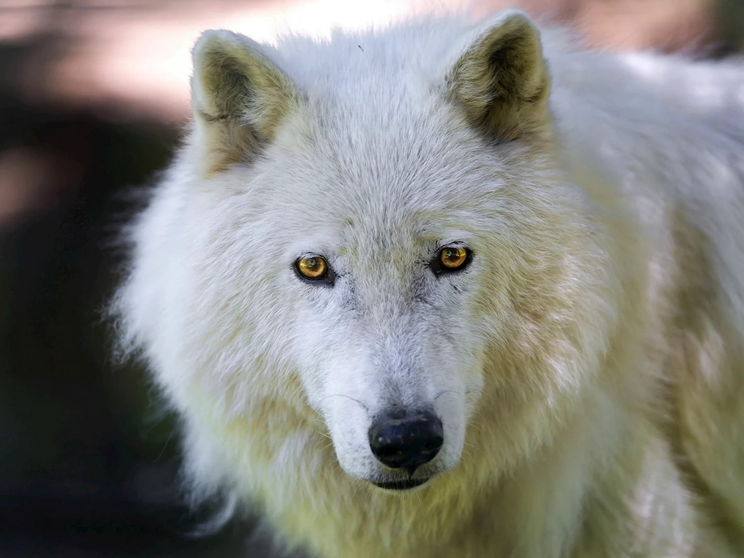 Мелвильский островной Арктический волк