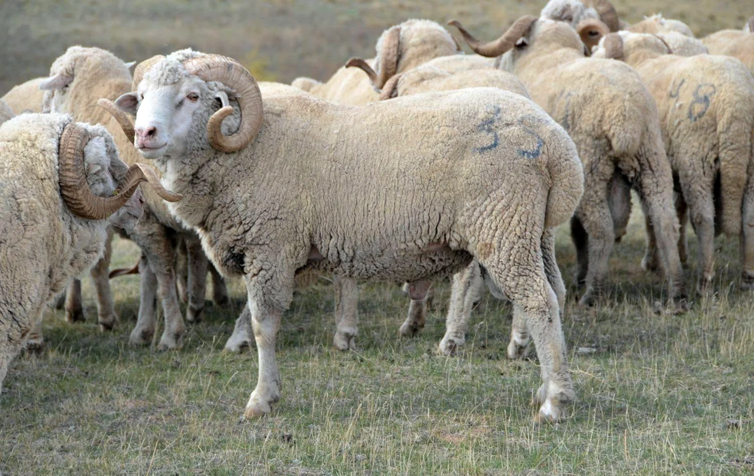 Мериноланд порода овец