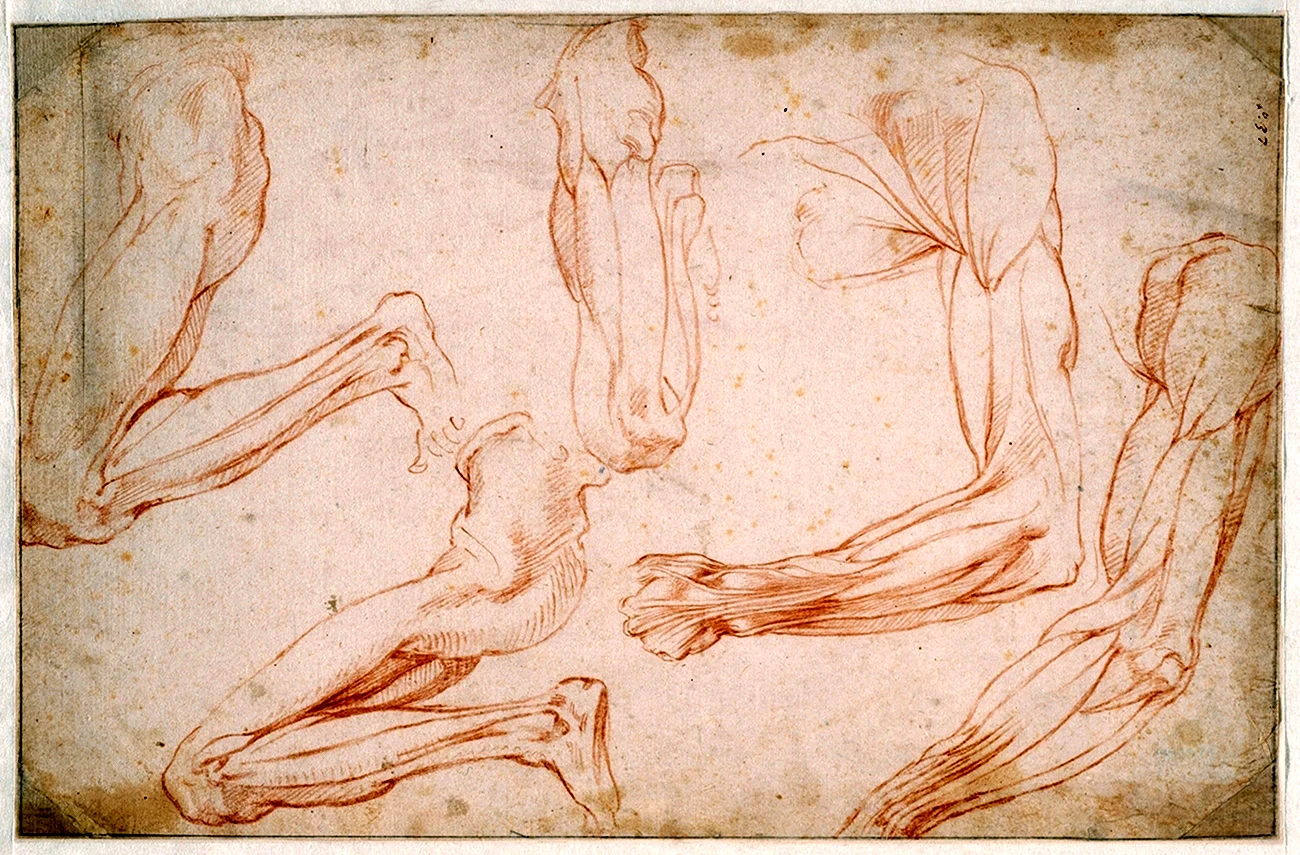 Микеланджело рисунок Адама 1511