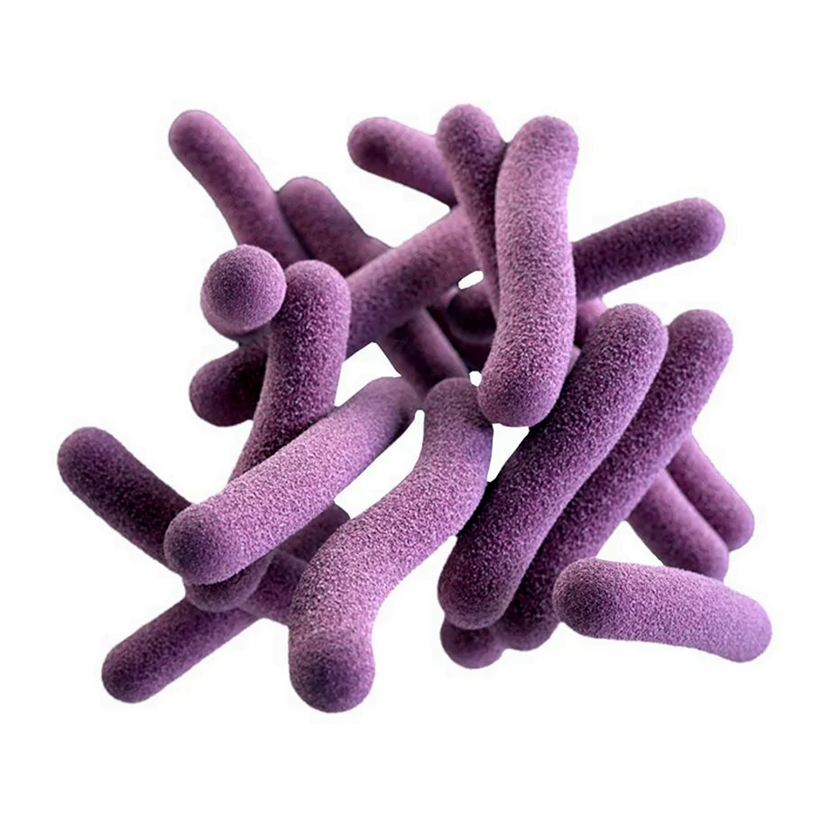 Микобактериум туберкулозис