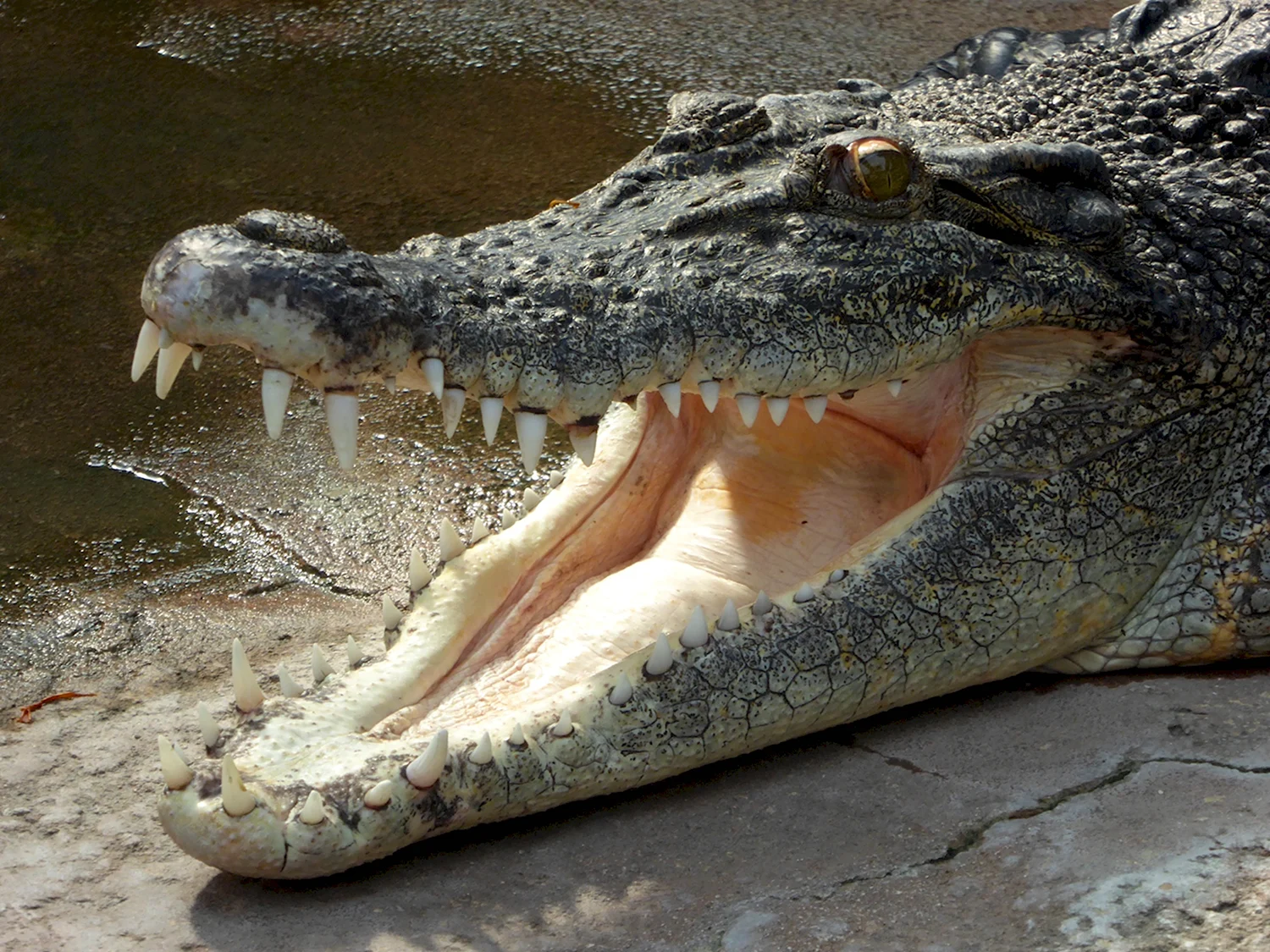 Миссисипский Аллигатор и Нильский крокодил