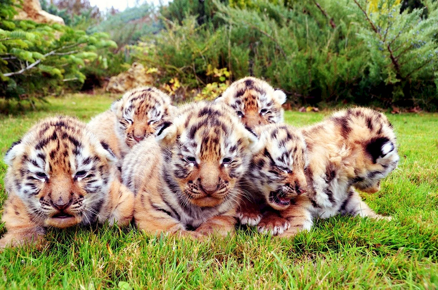 Много тигрят