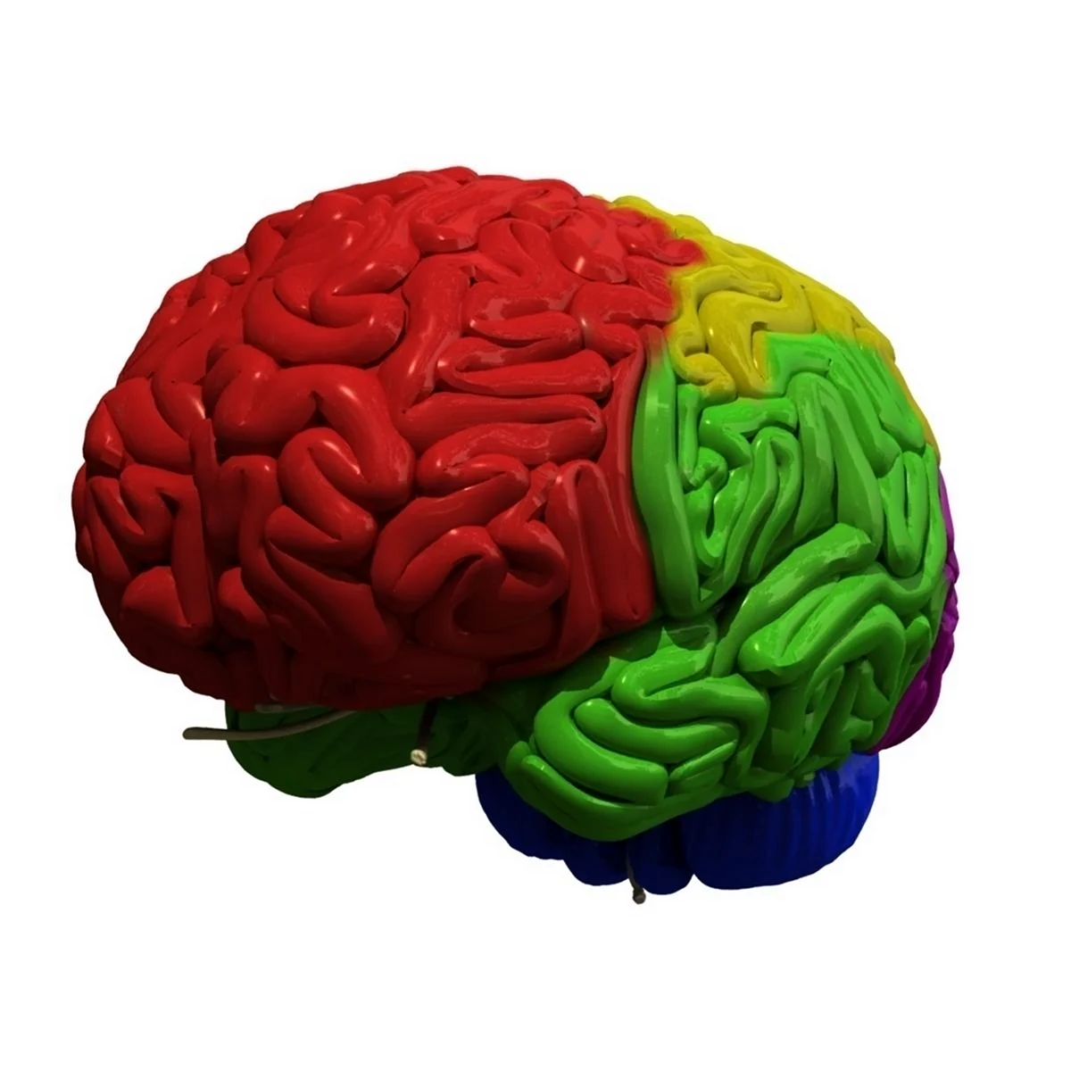 Моделирование мозга