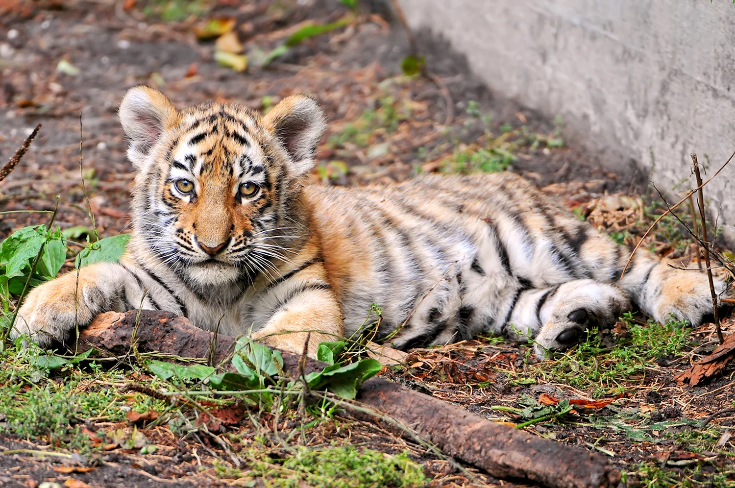 Молодой тигр