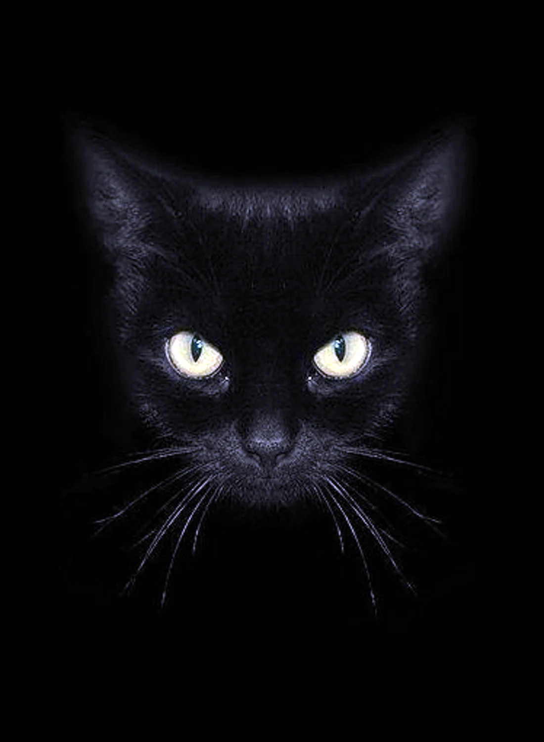 Черная ава на телефон. Черные коты. Черная аватарка. Черная кошка в темной комнате. Морда черного кота.