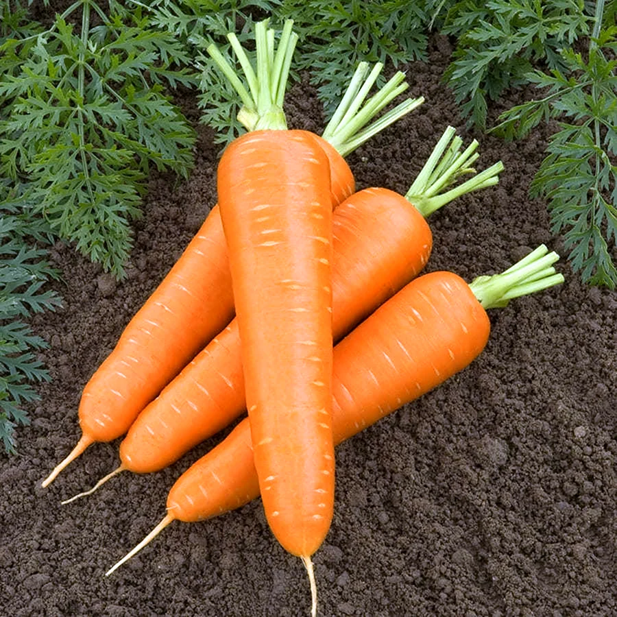 Морковь Олимпо f1