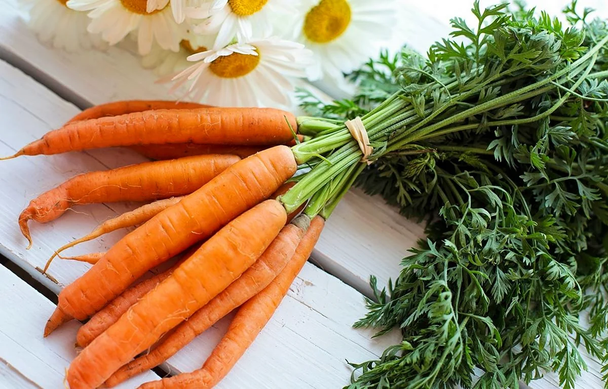 Морковь посевная Фармакогнозия