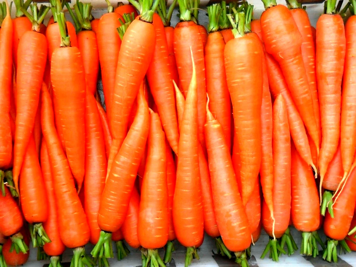 Морковь сахарная f1 Лакомка