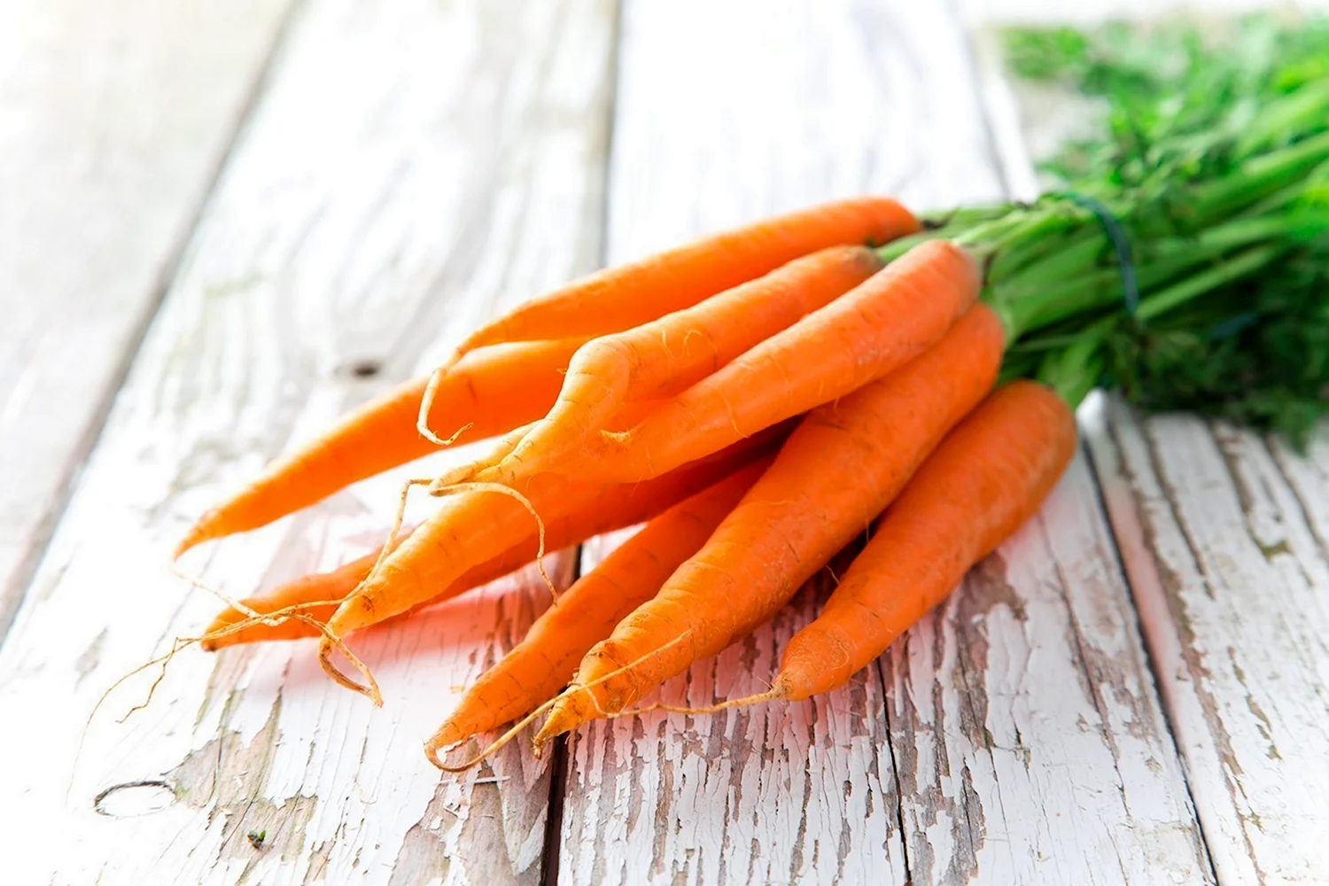 Морковь сорт Флаккоро