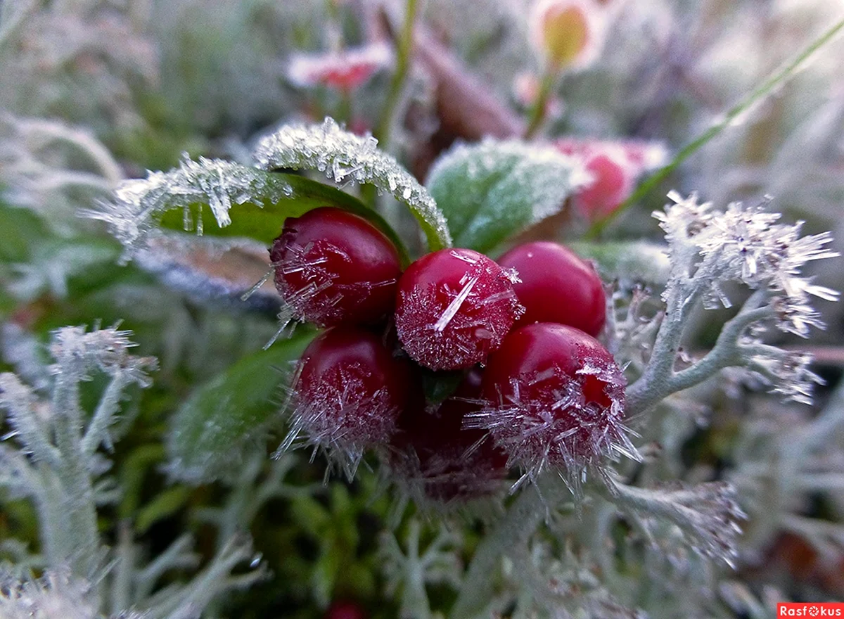Морозные ягоды