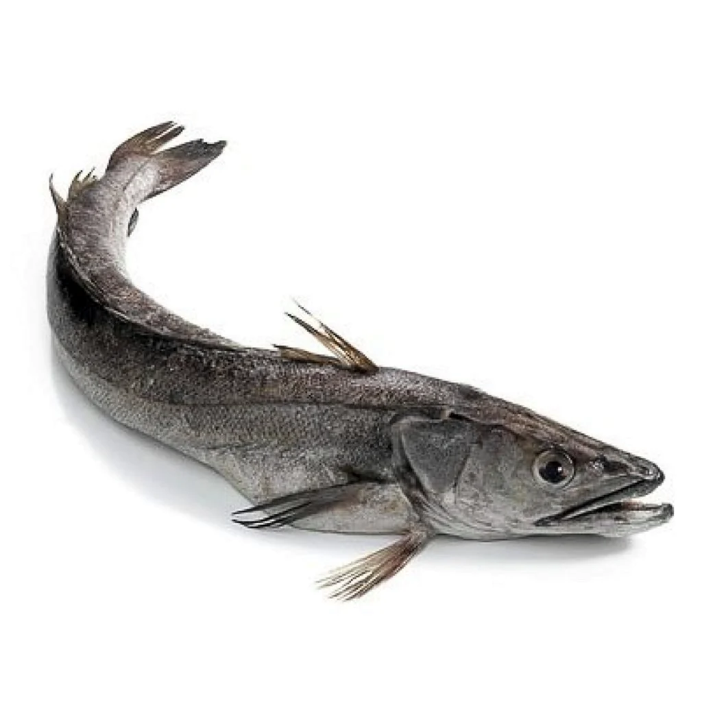 Морская рыба хек