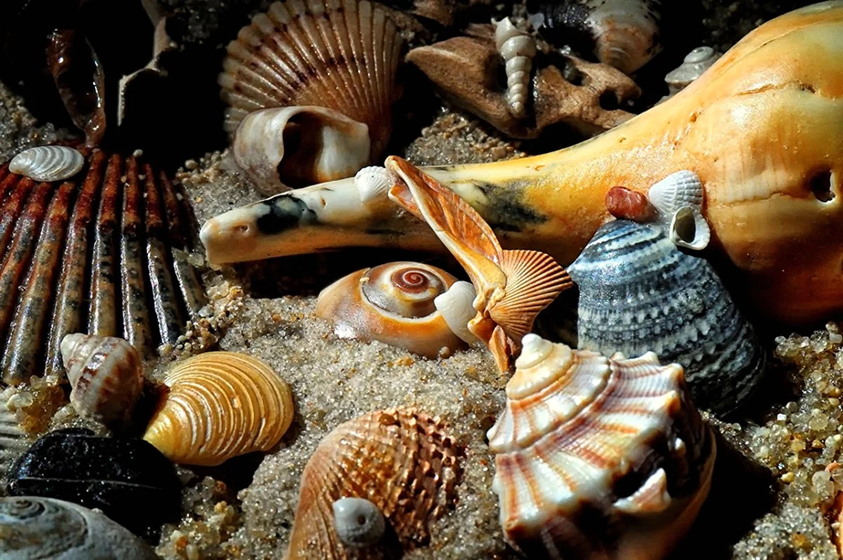 Морские двустворчатые моллюски