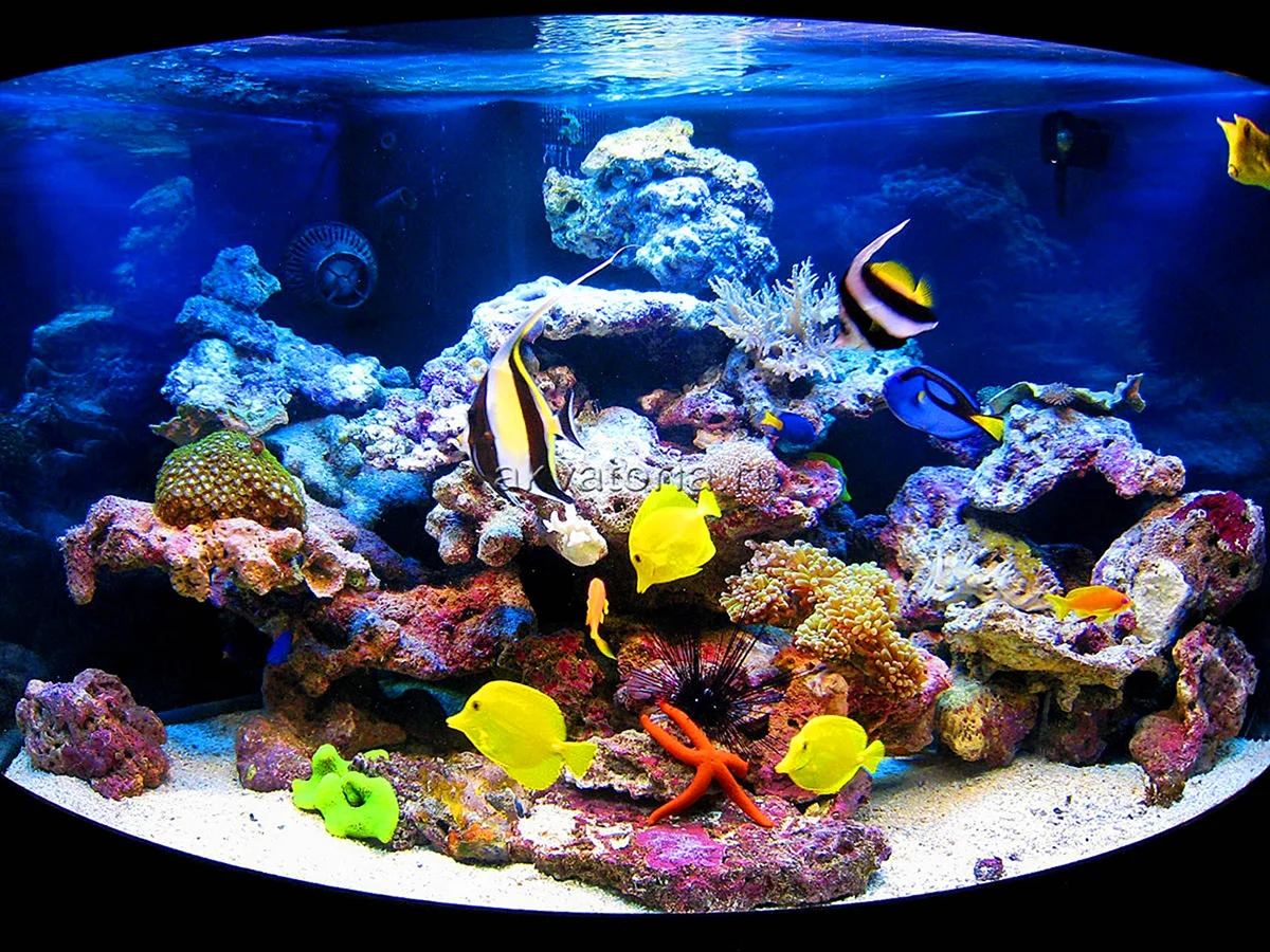 Морской рифовый аквариум
