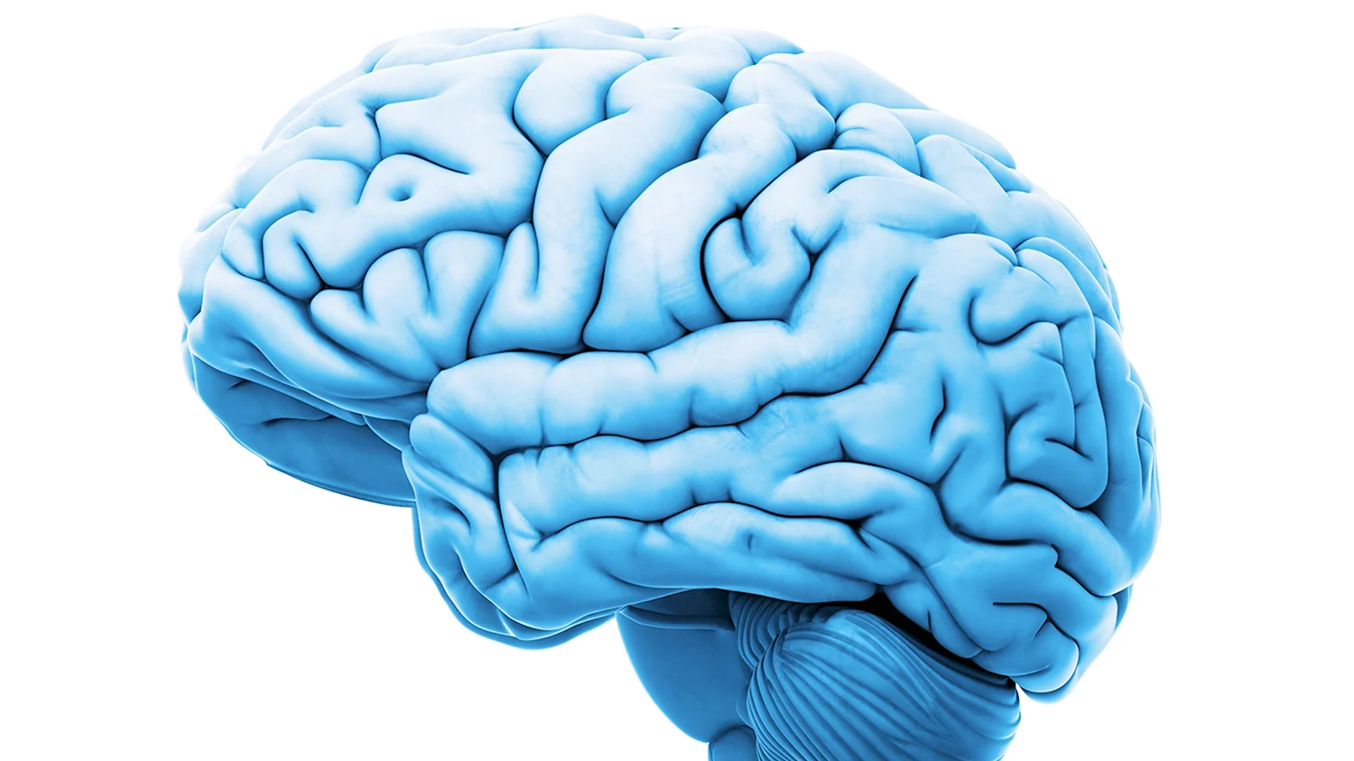 Мозг человека на белом фоне