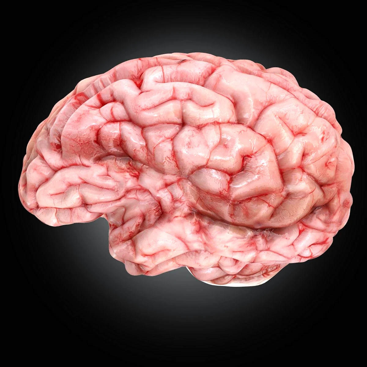 Мозг человека реалистичный