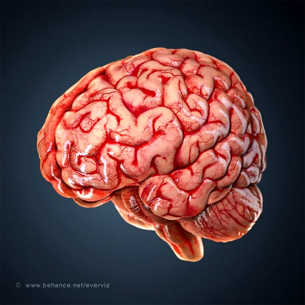Мозги человека анатомия