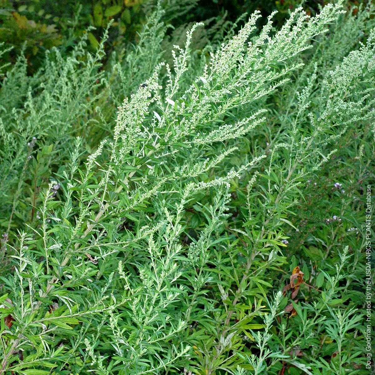 Mugwort Artemisia vulgaris Полынь обыкновенная.