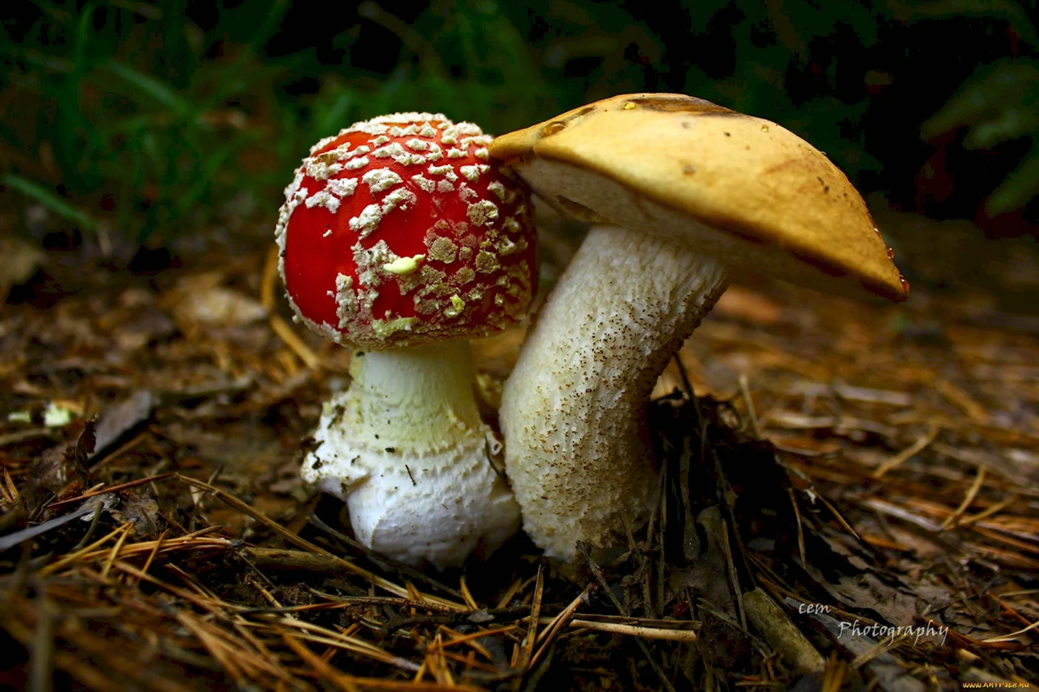 Мухомор и белый гриб