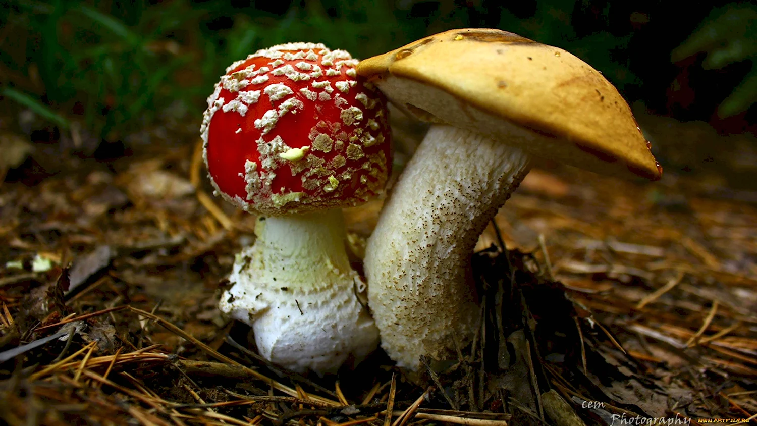 Мухомор и белый гриб