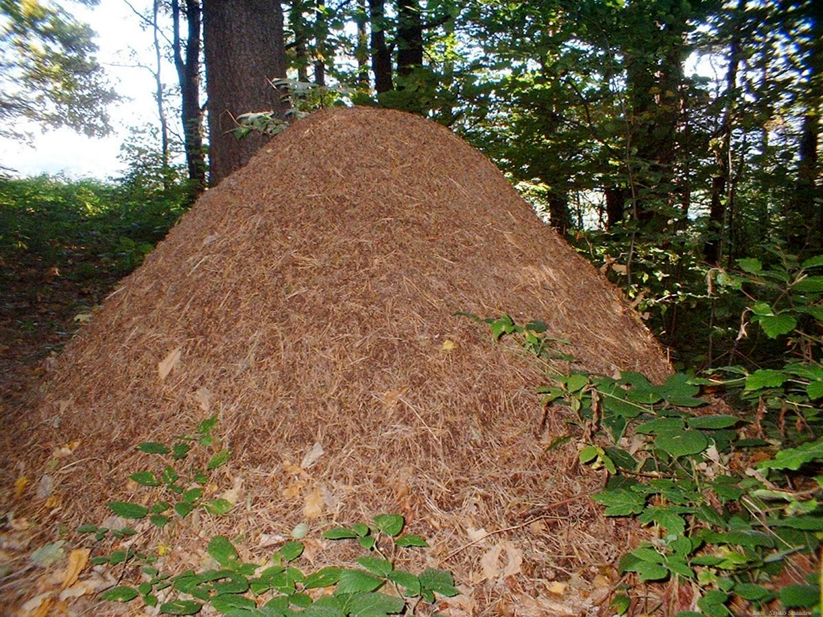 Муравейник лесных муравьев