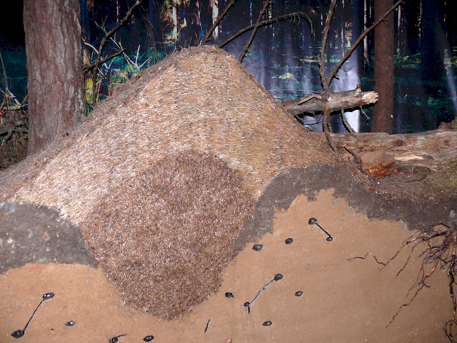 Муравейник жилище муравьев