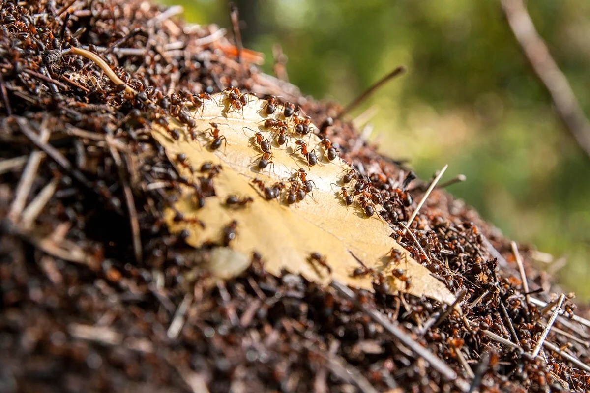 Муравьи в муравейнике