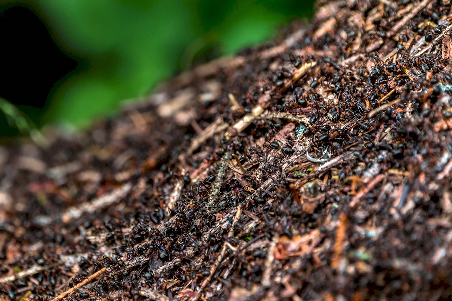 Муравьи в муравейнике