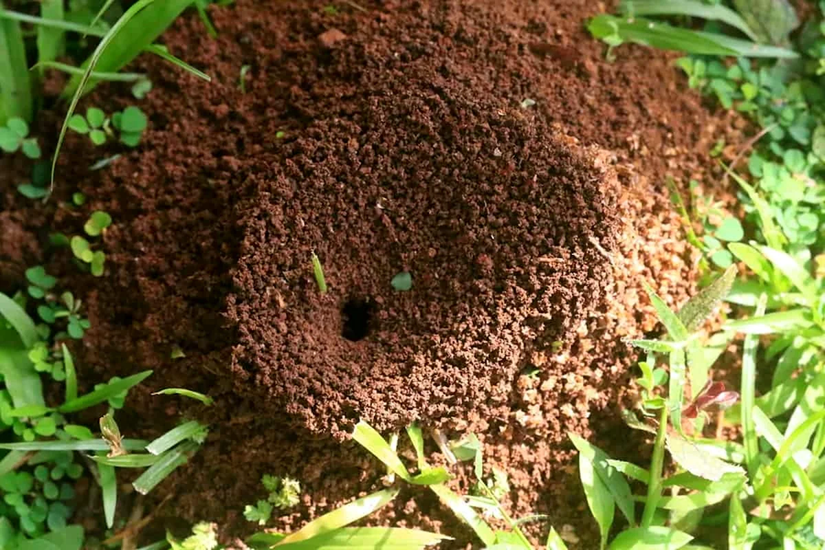 Муравьиное гнездо земляных муравьев