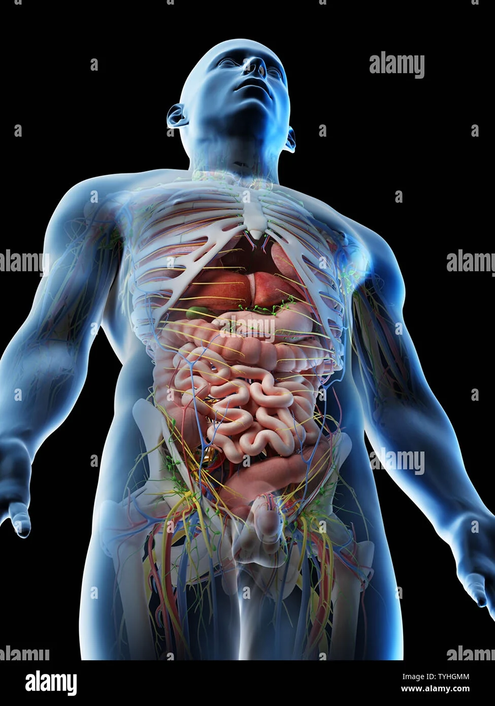 Анатомия мужчины. Тело человека органы.