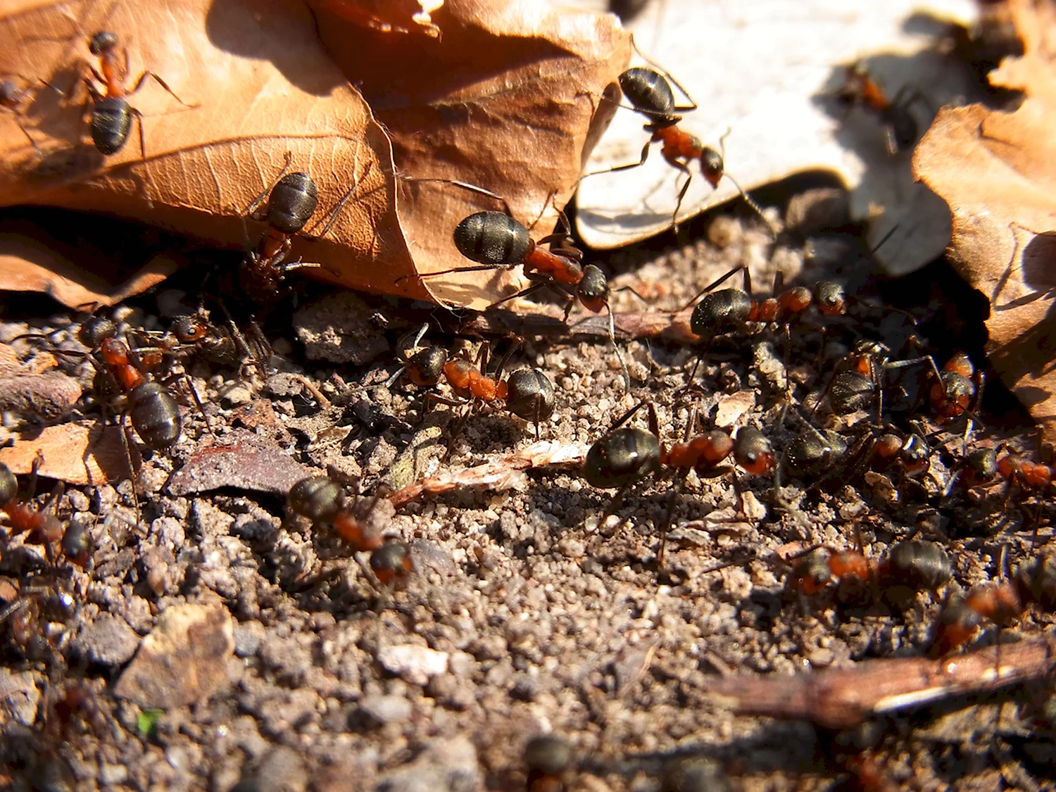 Насекомые муравей Муравейник