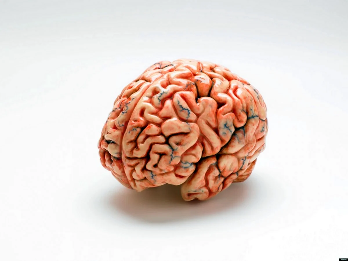 Настоящий человеческий мозг