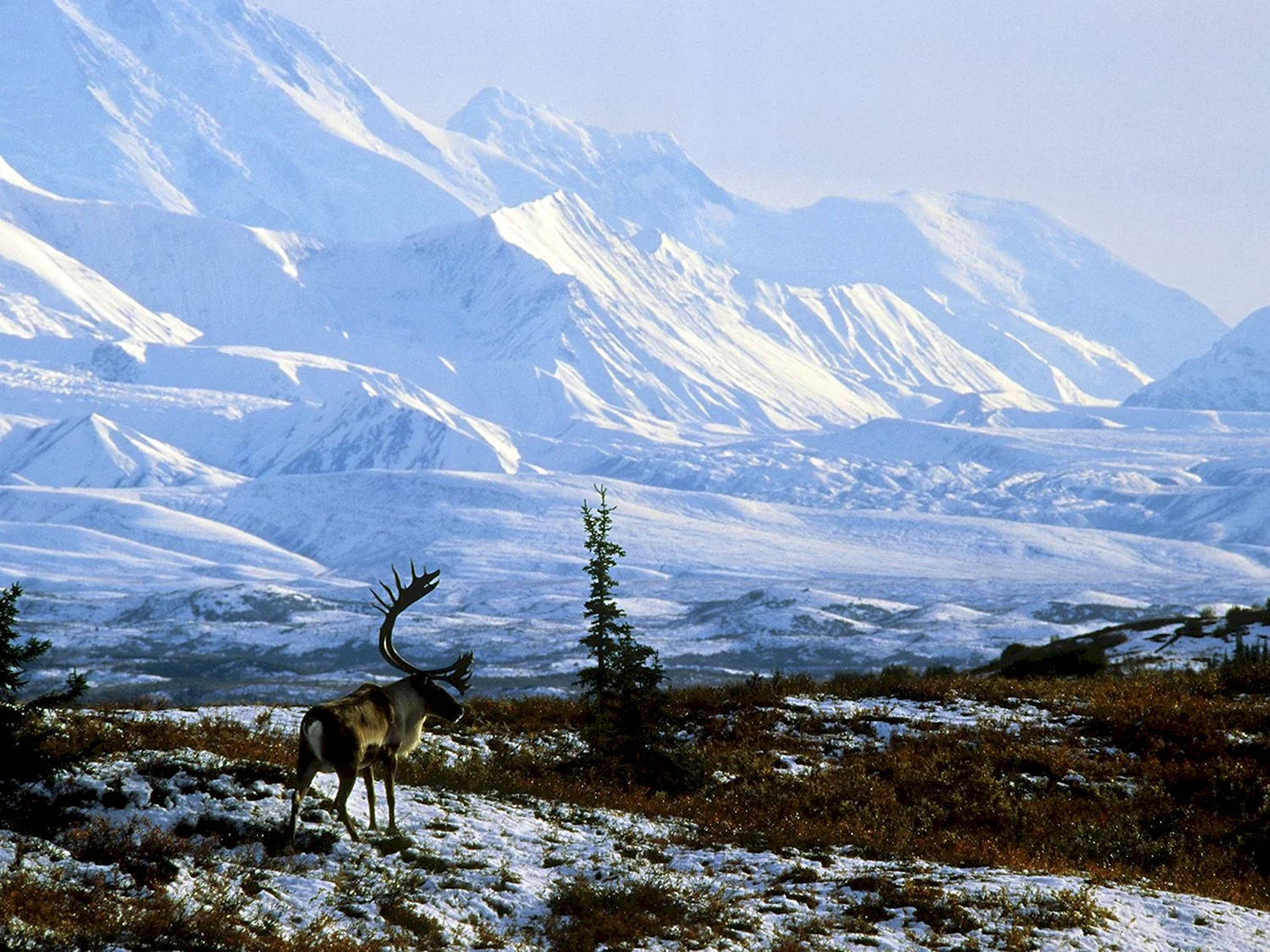 Национальный парк Денали Аляска животные