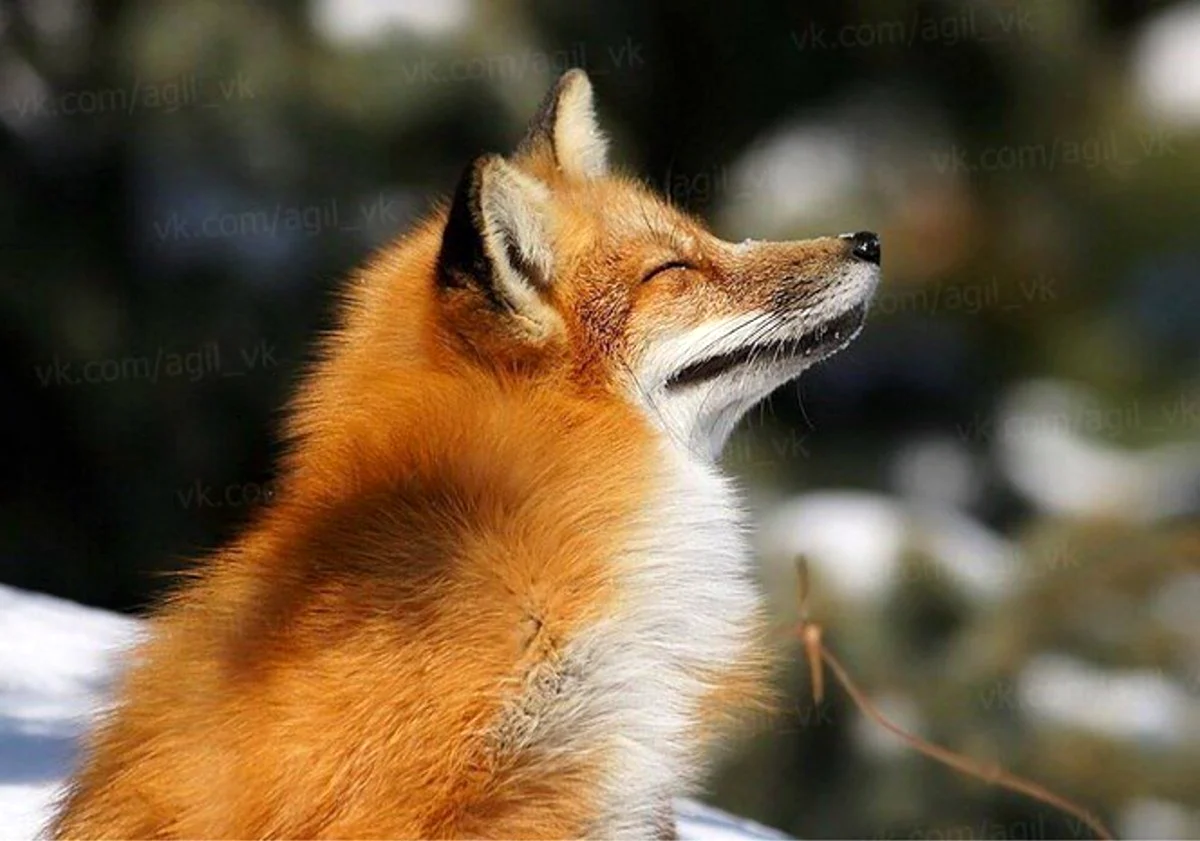 Национальный парк Самарская лука лисица