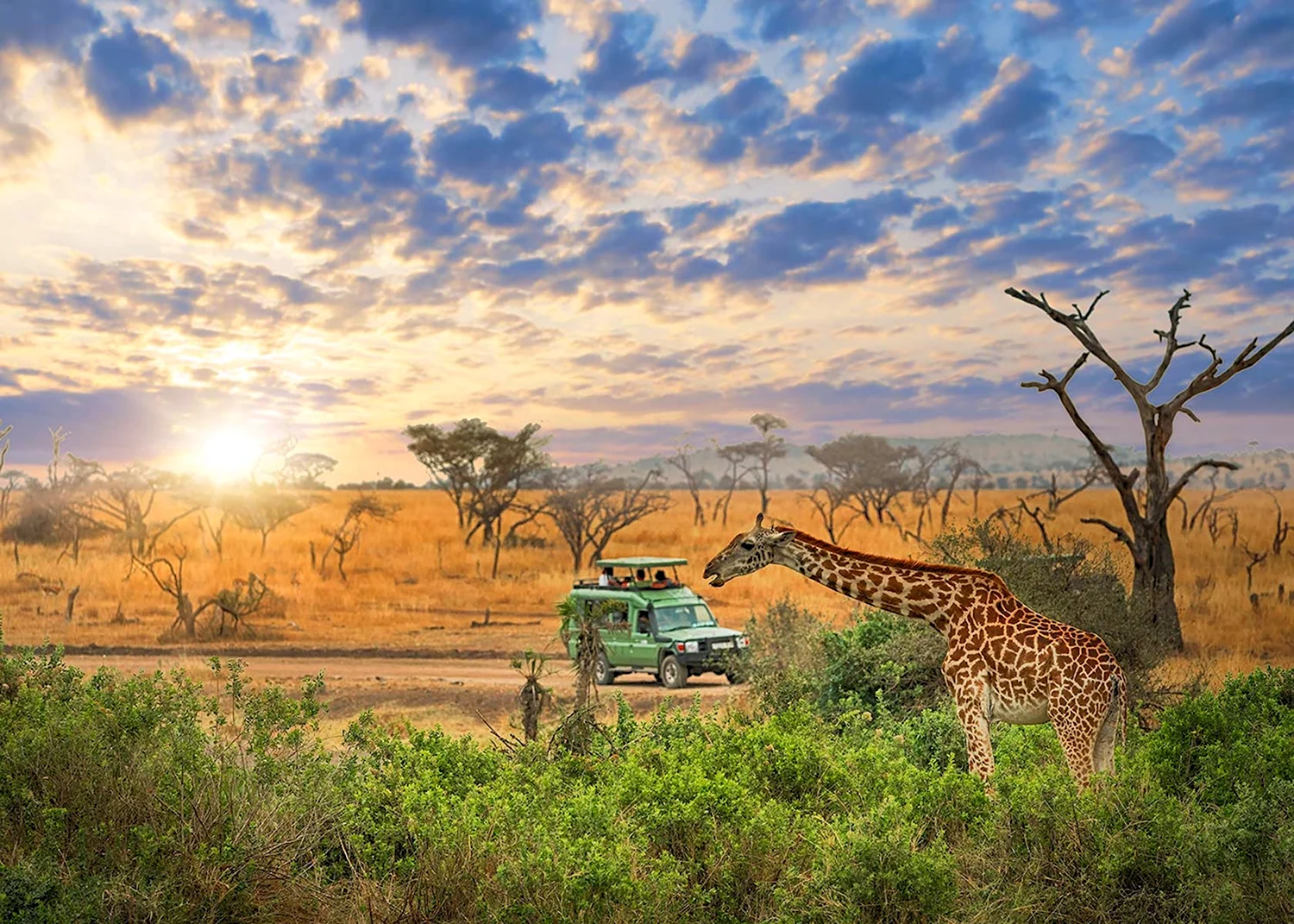 Национальный парк Серенгети Танзания Африка