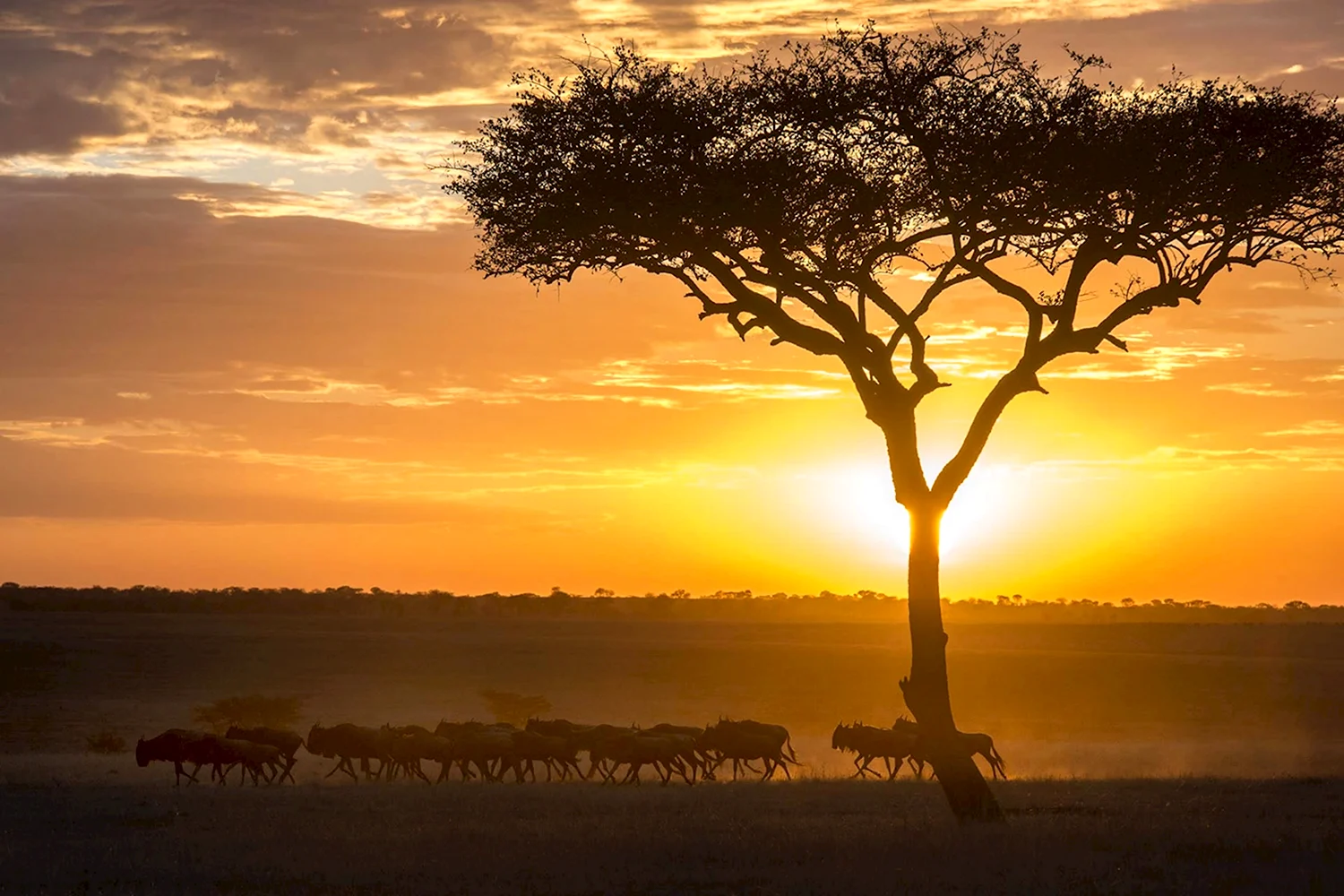 Национальный парк Серенгети Танзания закат