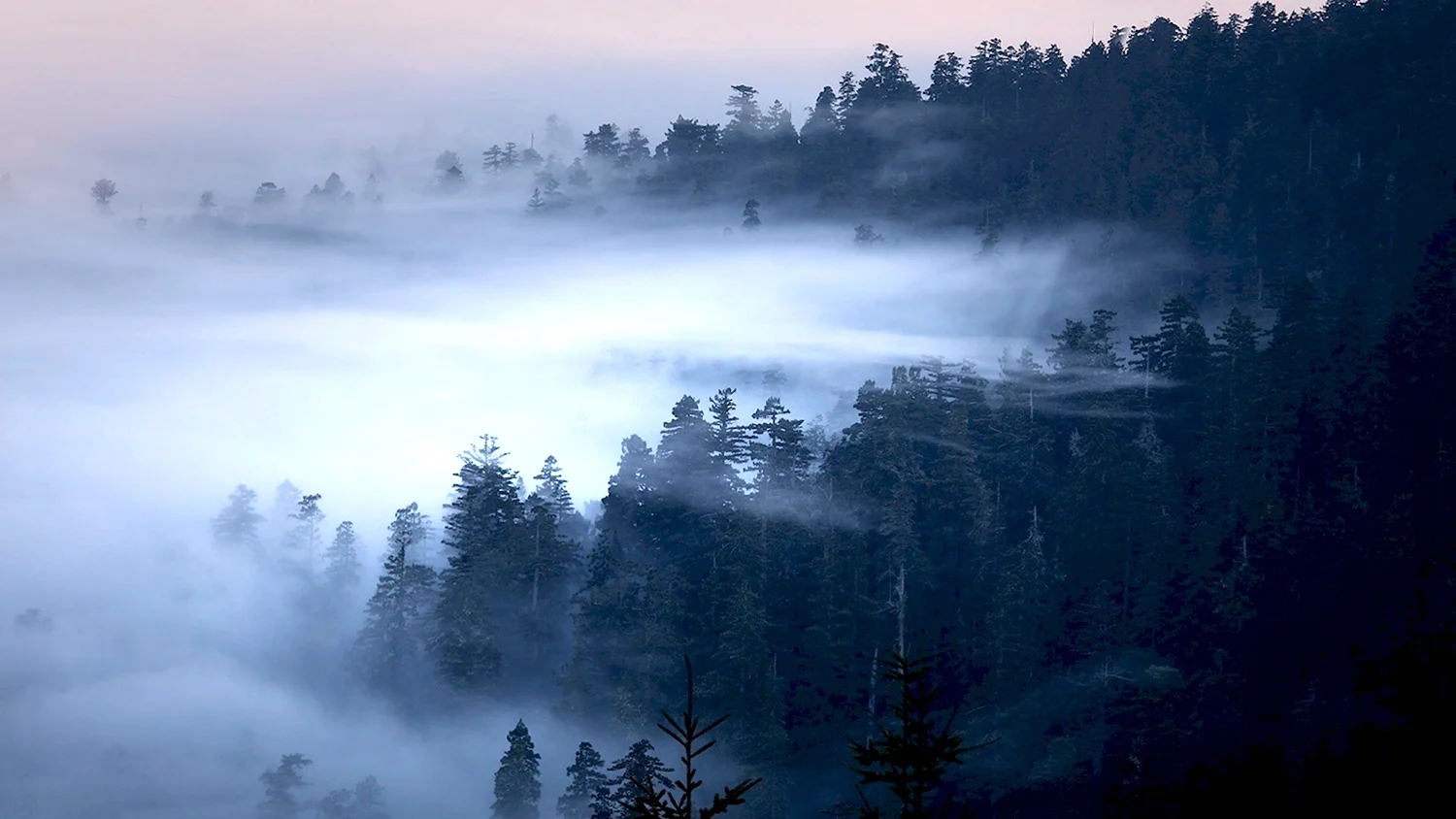 Национальный парк Шварцвальд Германия туман