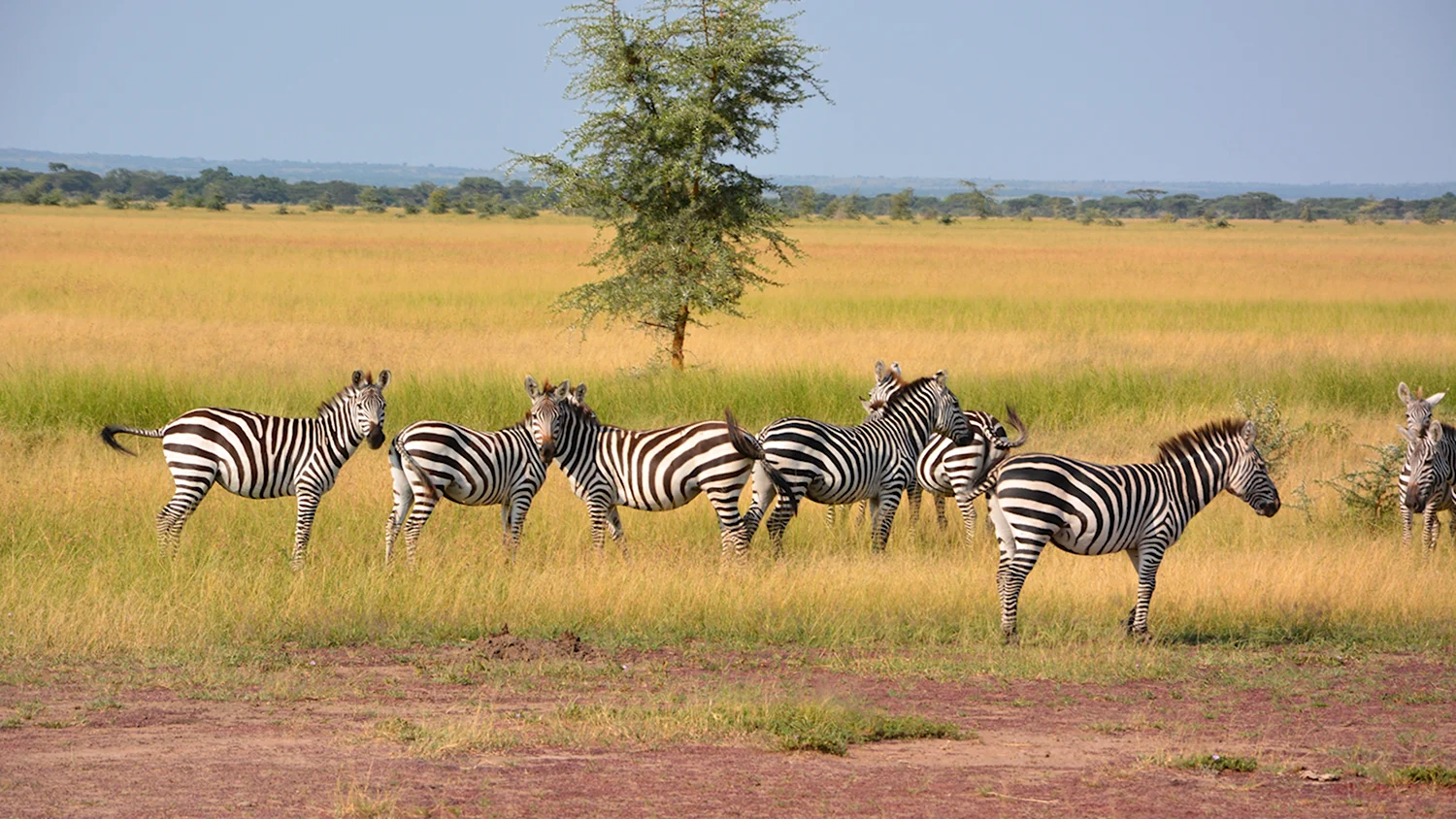 Национальный парк Танзании Серенгети зебры