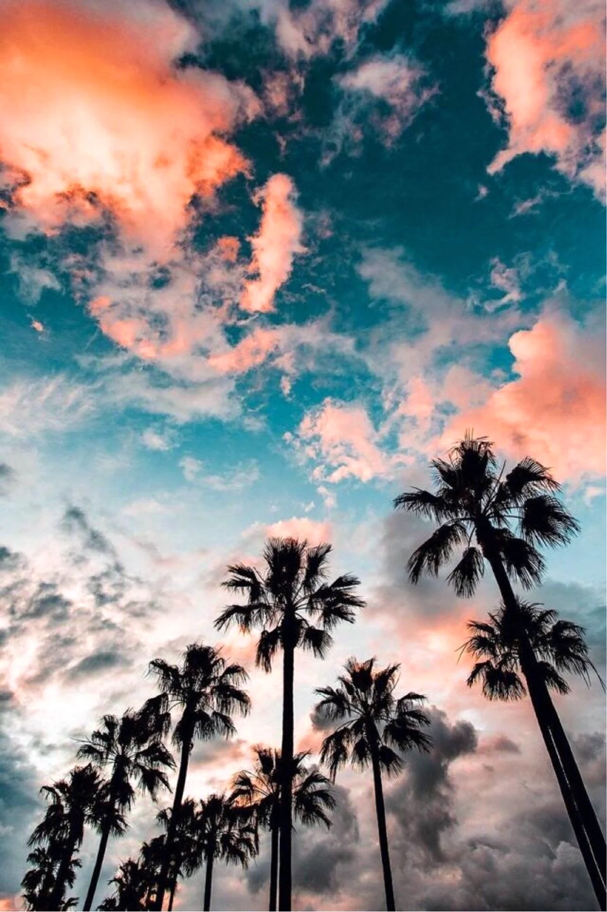 Небо пальмы