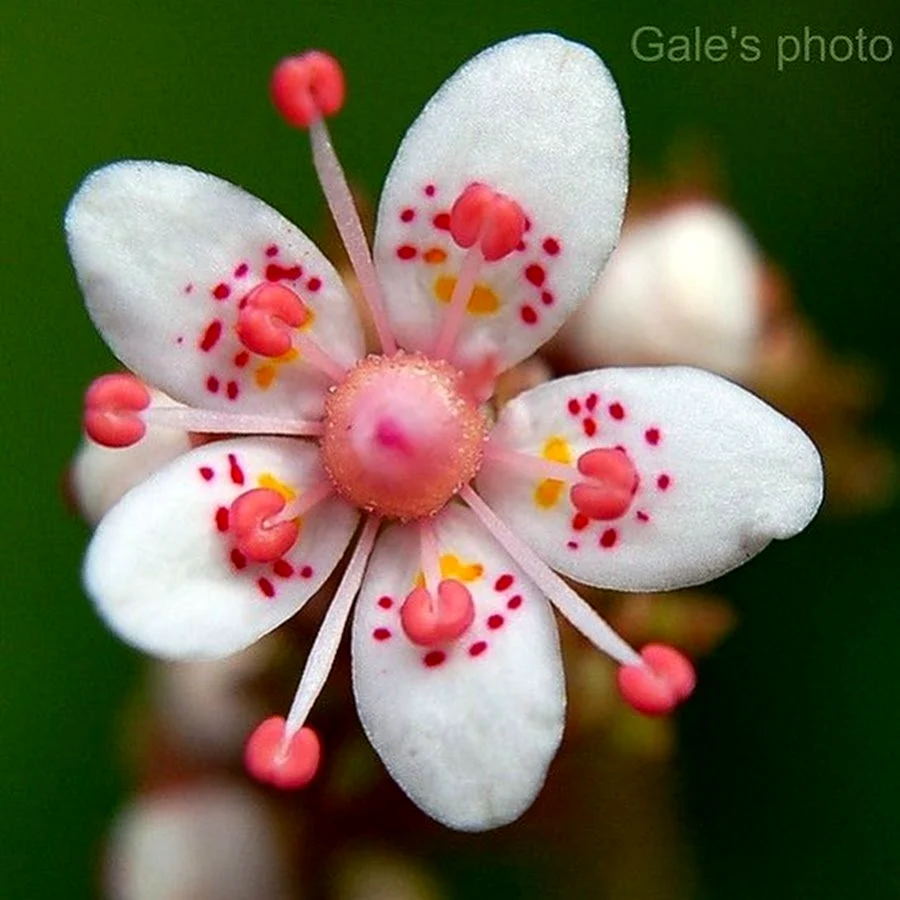 Небольшие необычные цветы