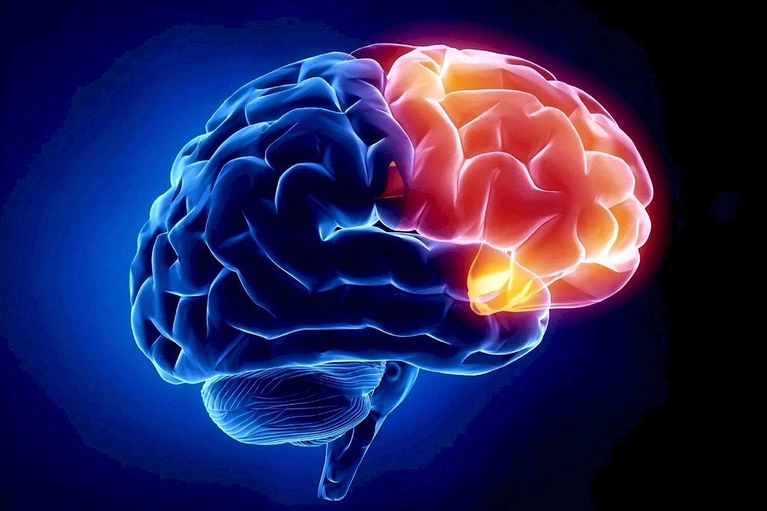 Нейрофизиология мозга