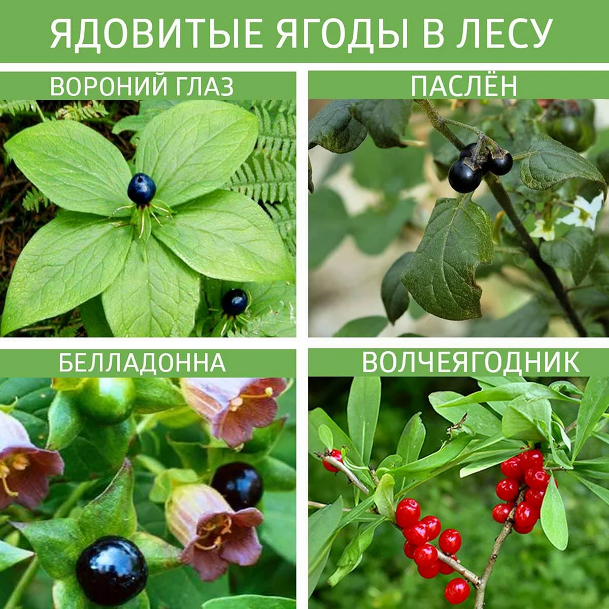 Несъедобные Лесные ягоды Южный Урал