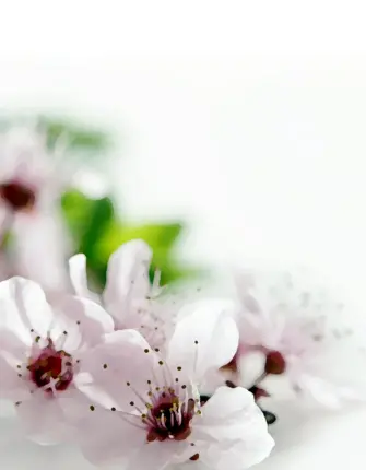 Нежные цветы на белом фоне