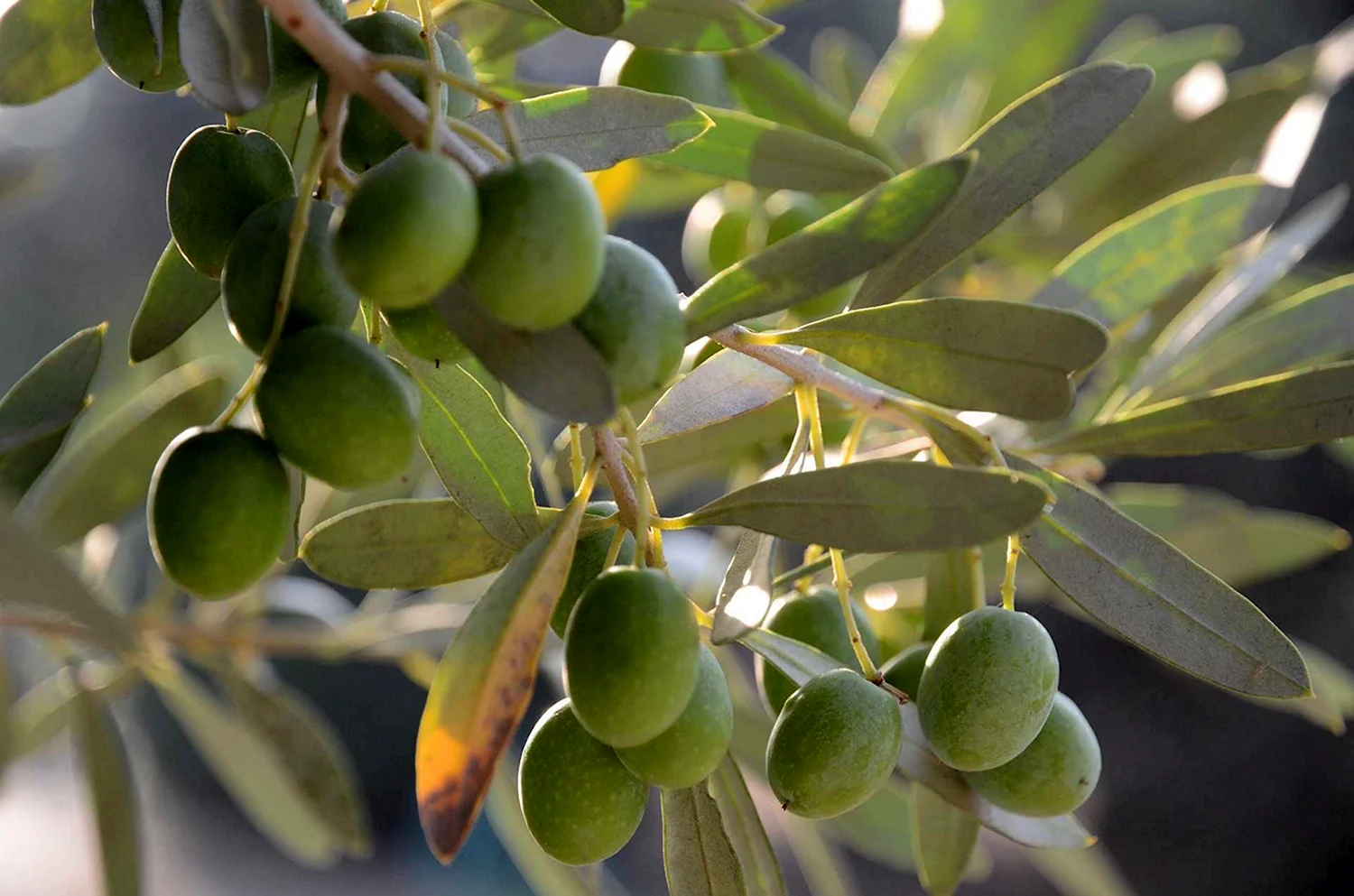 Незрелые плоды оливкового дерева