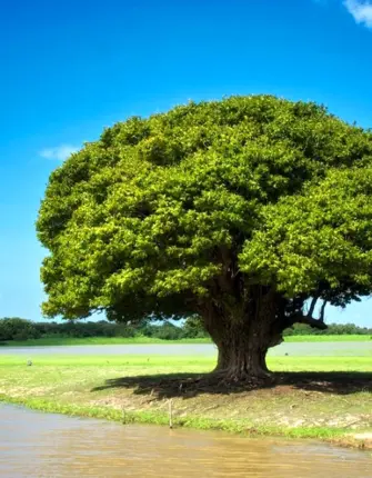 Ньятон дерево
